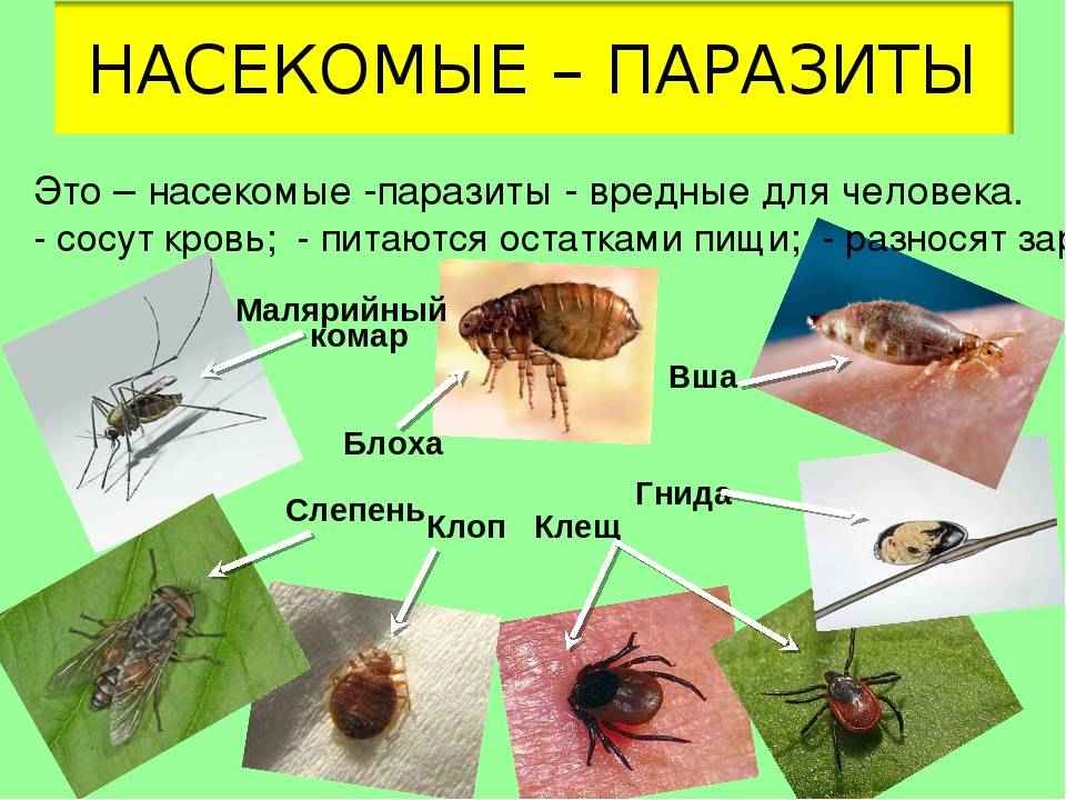 Насекомые